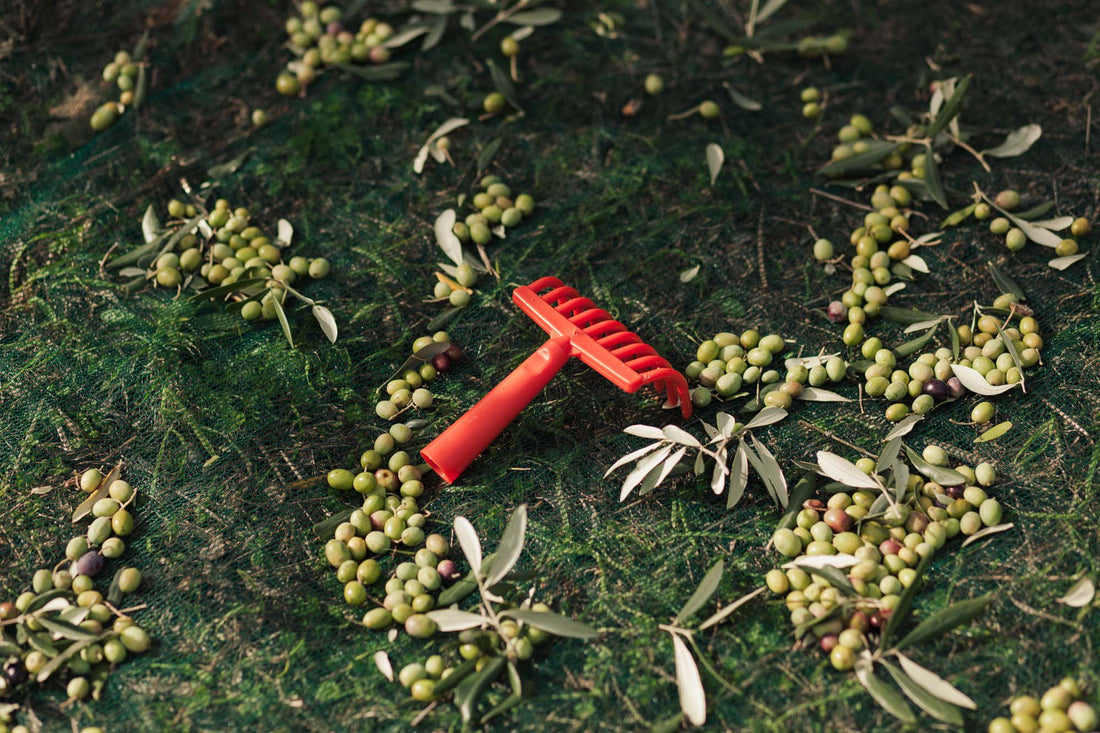 Why Early Harvest Matters in Olive Oil