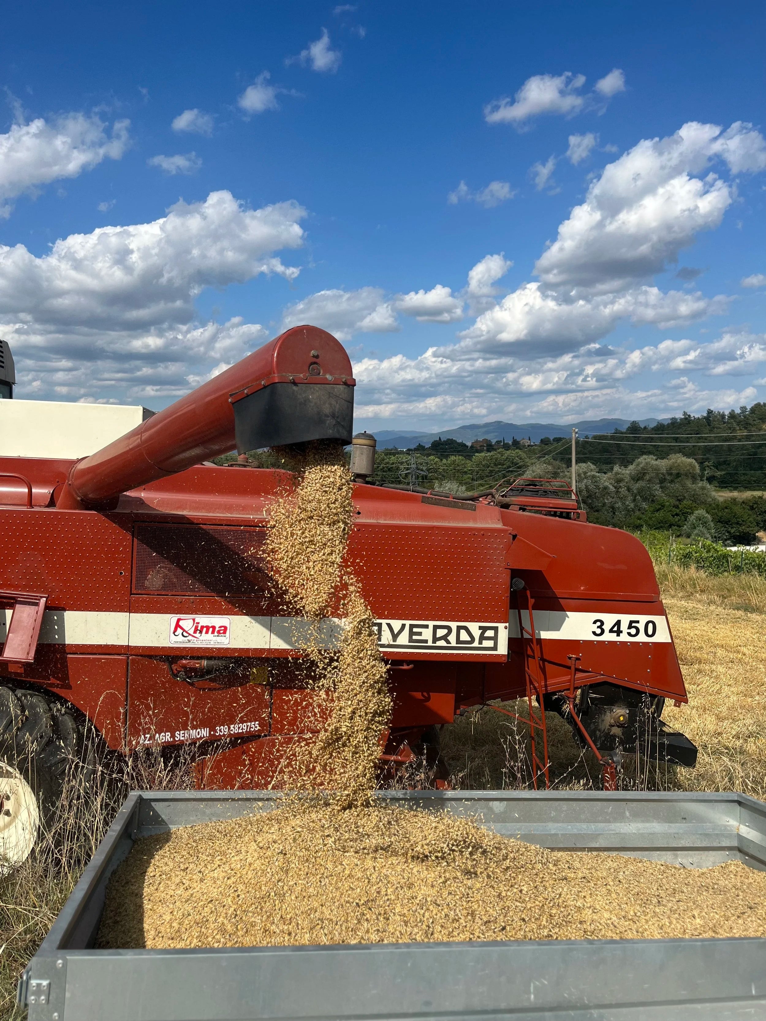 Chickpea & Barley Miso